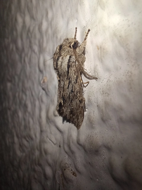 Asteroscopus sphinx - csillagnéző bundásbagoly