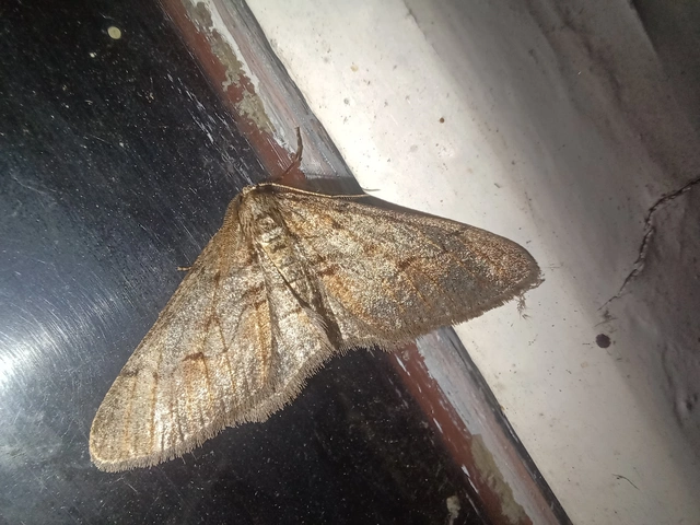Agriopis bajaria - kökény-téliaraszoló