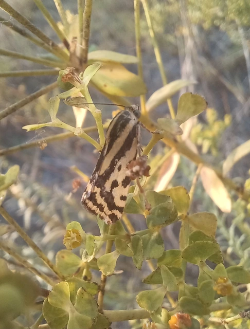 Emmelia trabealis - zebrabagoly