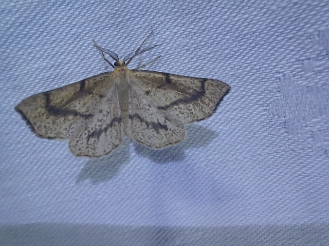 Hypoxystis pluviaria - hegyesszárnyú lápiaraszoló