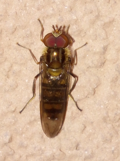 Episyrphus balteatus - ékfoltos zengőlégy