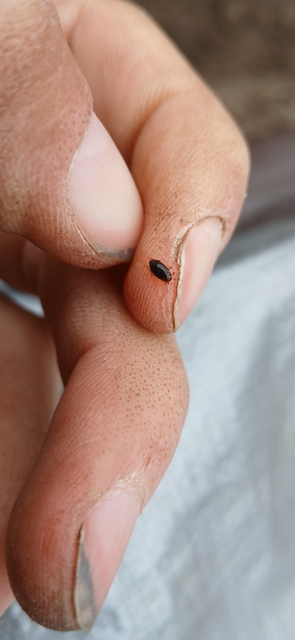 Dytiscidae - csíkbogárfélék