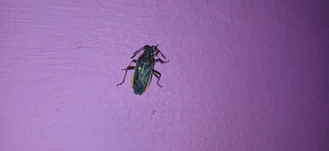 Maccevethus