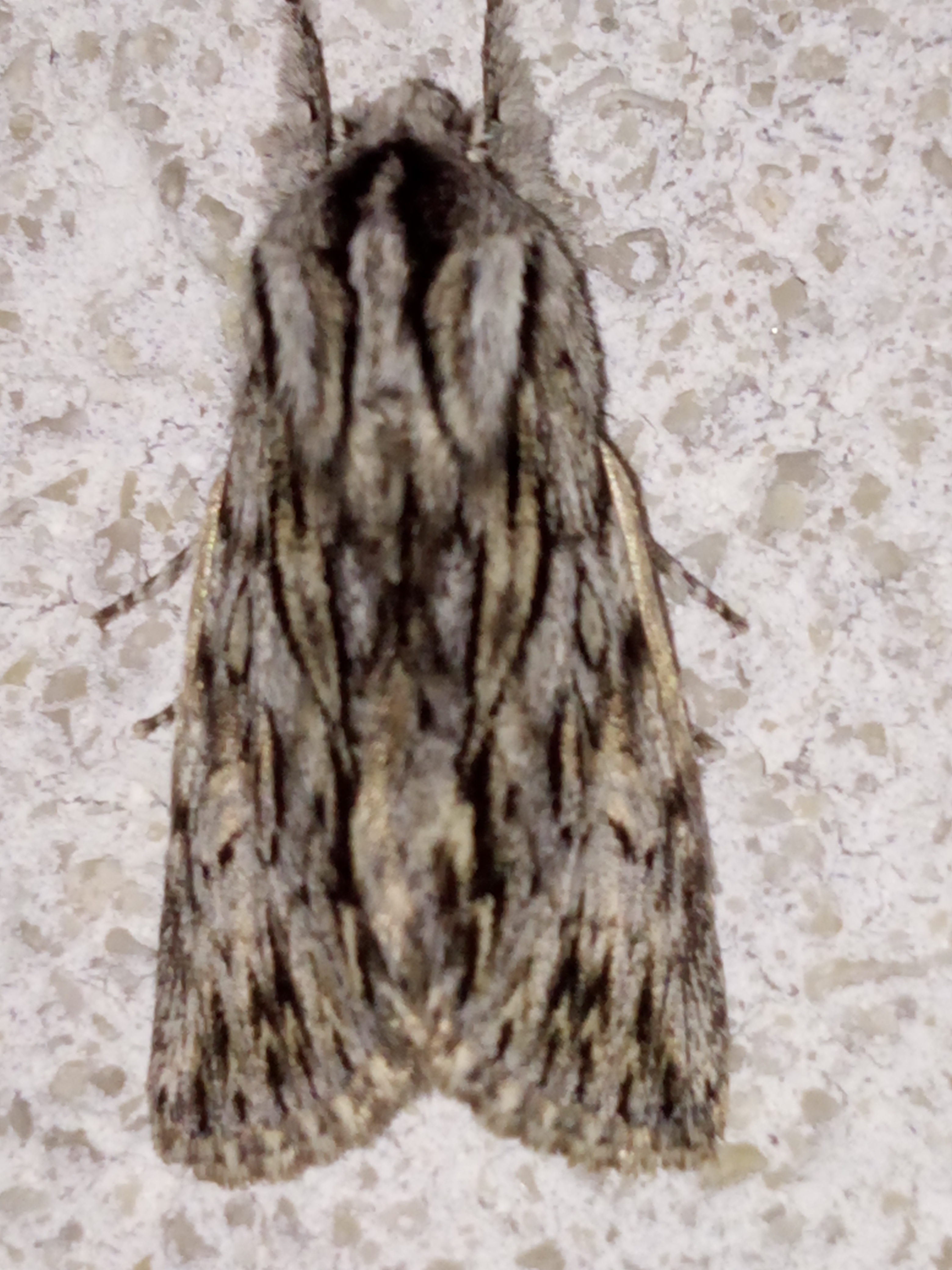 Asteroscopus sphinx - csillagnéző bundásbagoly