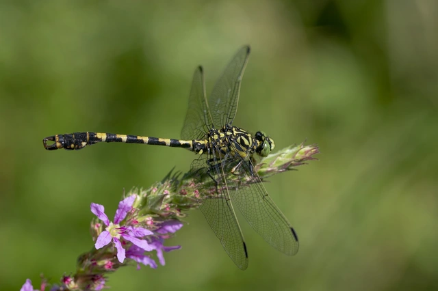 Onychogomphus forcipatus - gyűrűs folyami-szitakötő