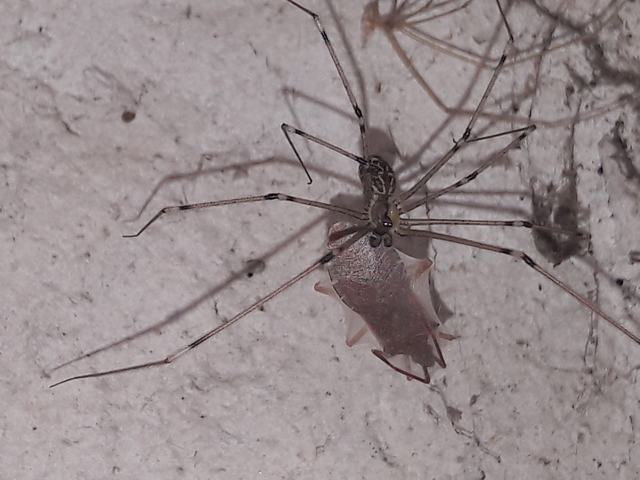 Gonocerus acuteangulatus - aranypetés karimáspoloska