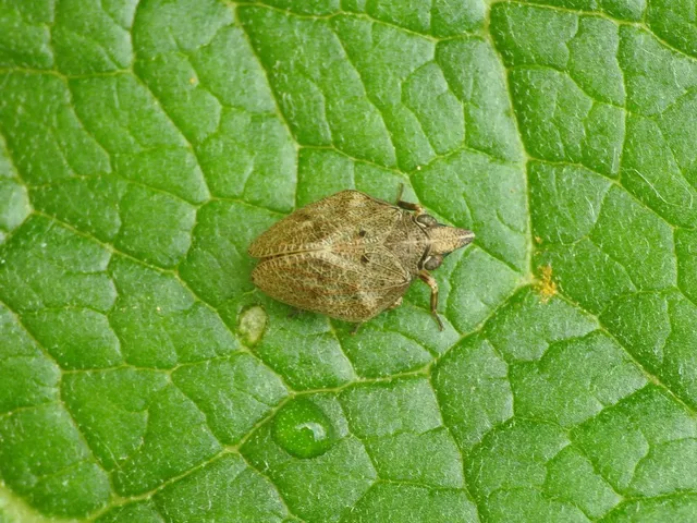 Mycterodus