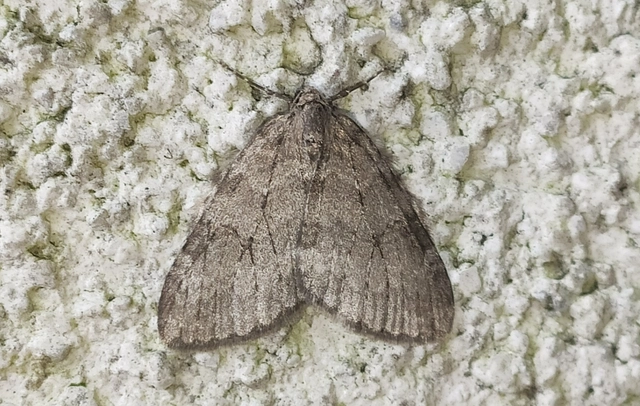 Epirrita christyi/dilutata
