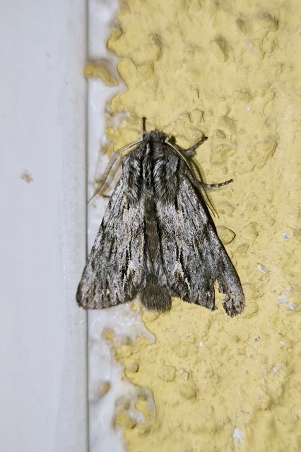 Asteroscopus sphinx - csillagnéző bundásbagoly