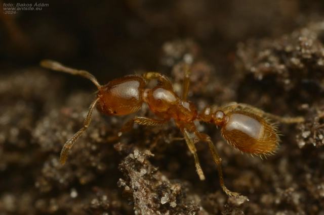 Solenopsis