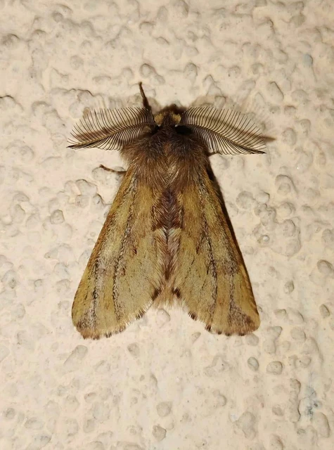 Ptilophora plumigera - tollas púposszövő