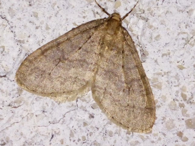 Operophtera brumata - kis téliaraszoló
