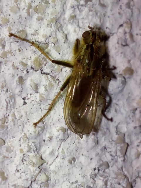 Scathophaga stercoraria - közönséges trágyalégy