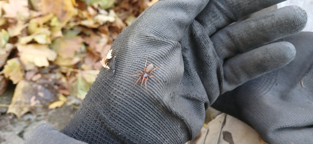 Dysderidae - fojtópókok