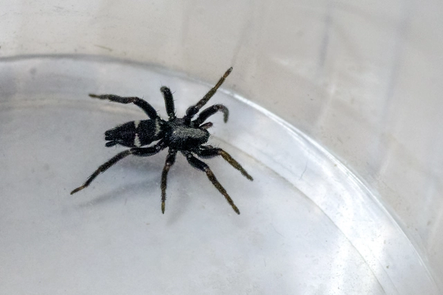 Aphantaulax cincta/trifasciata