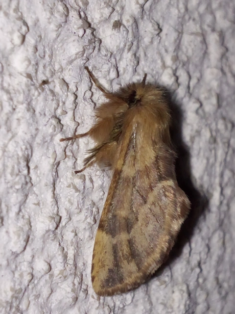 Ptilophora plumigera - tollas púposszövő