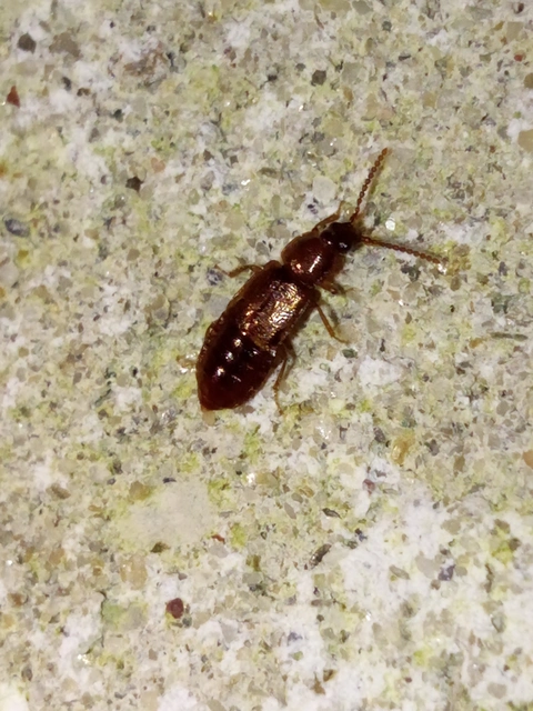 Acidota cruentata - téli felemásholyva