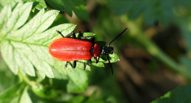 Pyrochroa coccinea - nagy bíborbogár