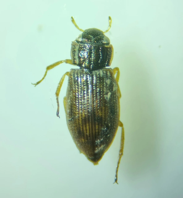 Helophorus Helophorus