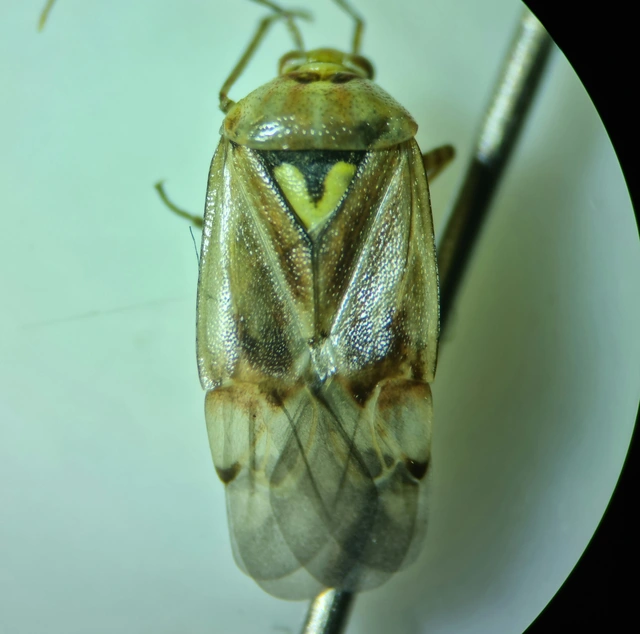 Lygus pratensis - változó mezeipoloska