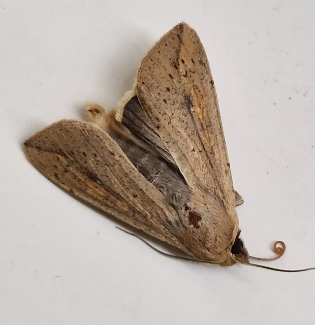 Mythimna unipuncta - hordabagoly
