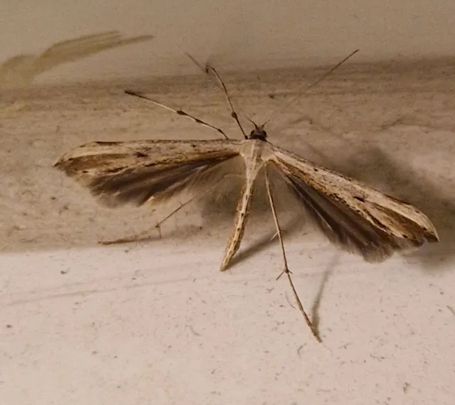 Pterophoridae - tollasmolyfélék