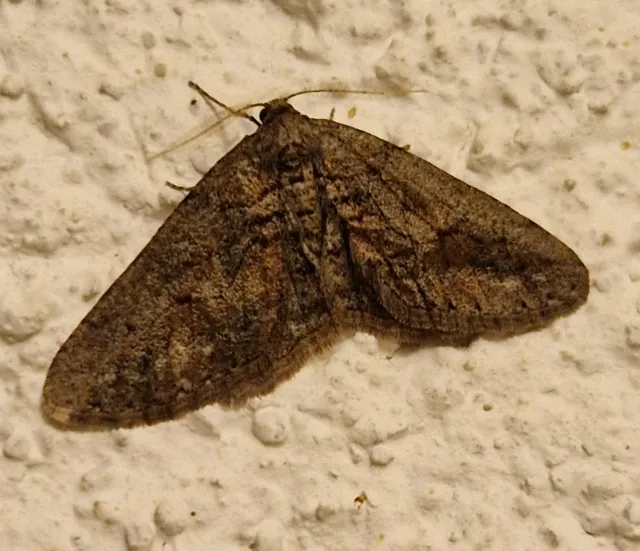 Agriopis bajaria - kökény-téliaraszoló