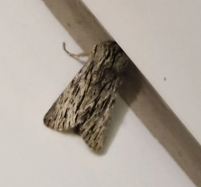 Asteroscopus sphinx - csillagnéző bundásbagoly