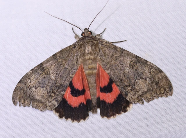 Catocala nupta - piros övesbagoly