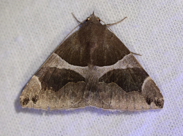 Dysgonia algira - déli porcelánbagoly