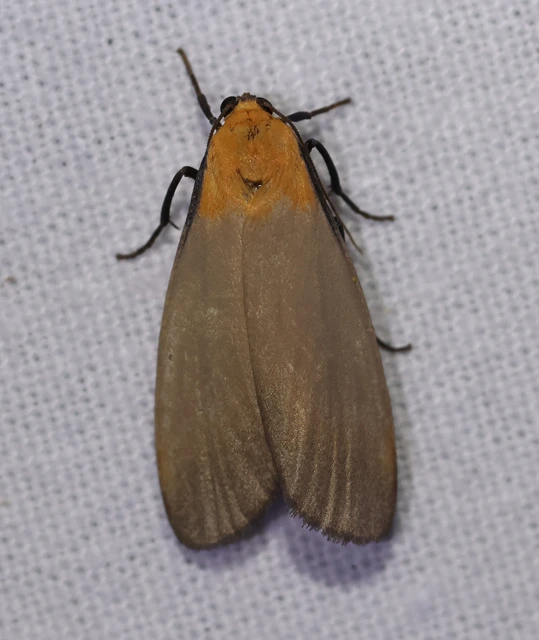 Lithosia quadra - négypettyes zuzmószövő