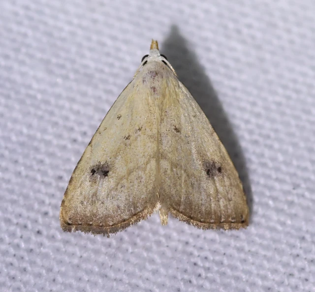 Rivula sericealis - selymes lórombagoly