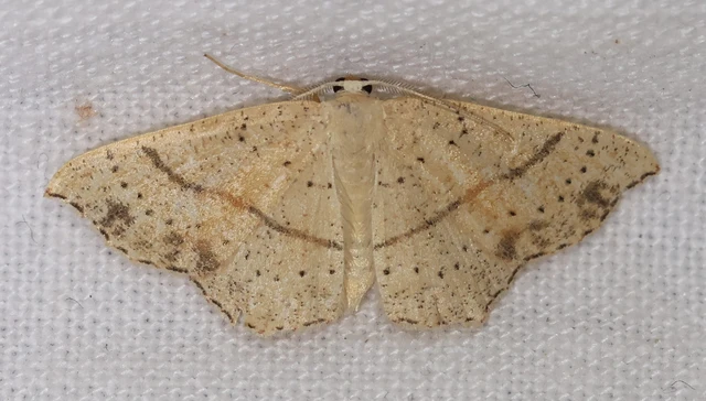 Cyclophora punctaria - sávos pettyesaraszoló