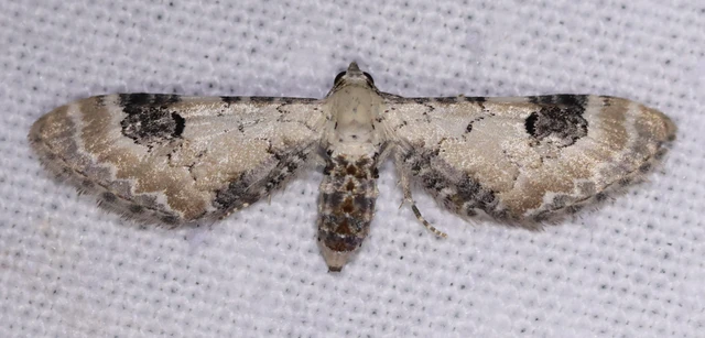 Eupithecia centaureata - búzavirág-törpearaszoló