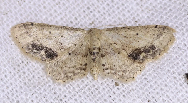 Idaea dimidiata - gyakori apróaraszoló