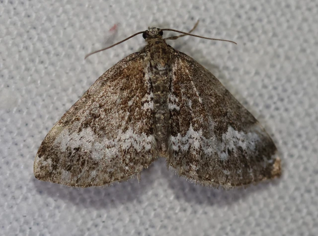 Perizoma alchemillata - árvacsalán-araszoló