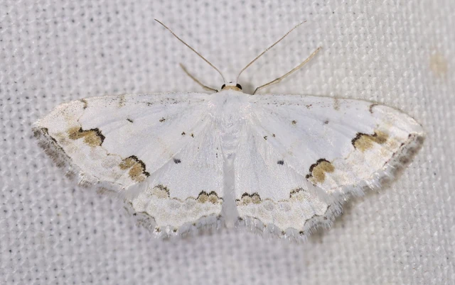 Scopula ornata - díszes fehéraraszoló