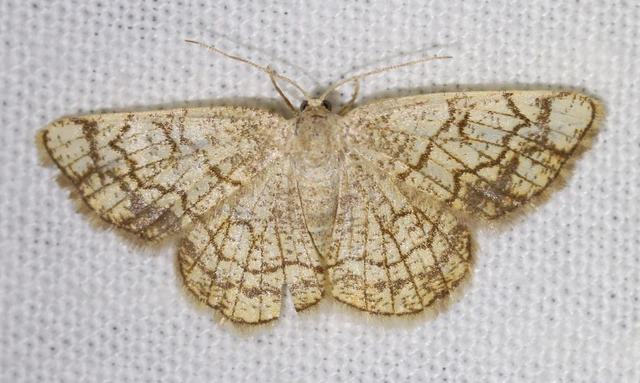 Stegania dilectaria - fehérnyár-araszoló
