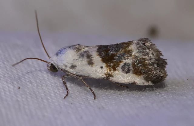 Ponometia candefacta - parlagfűbagoly