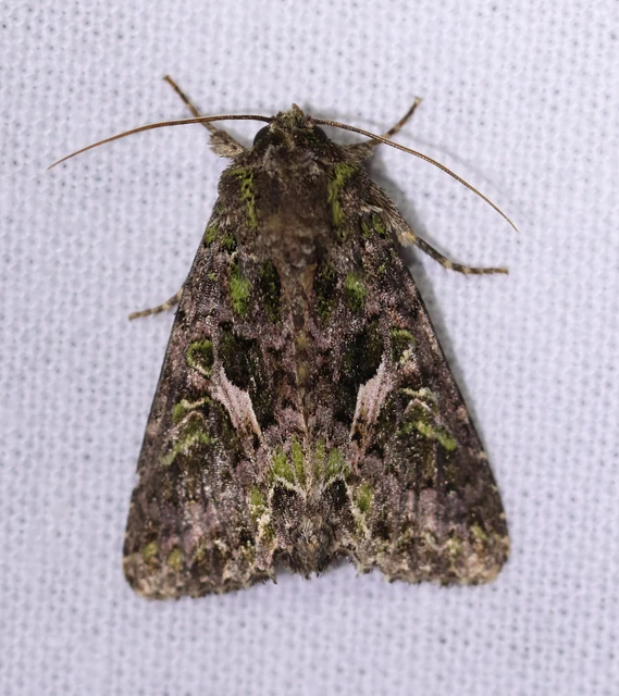 Trachea atriplicis - nyári zöldbagoly