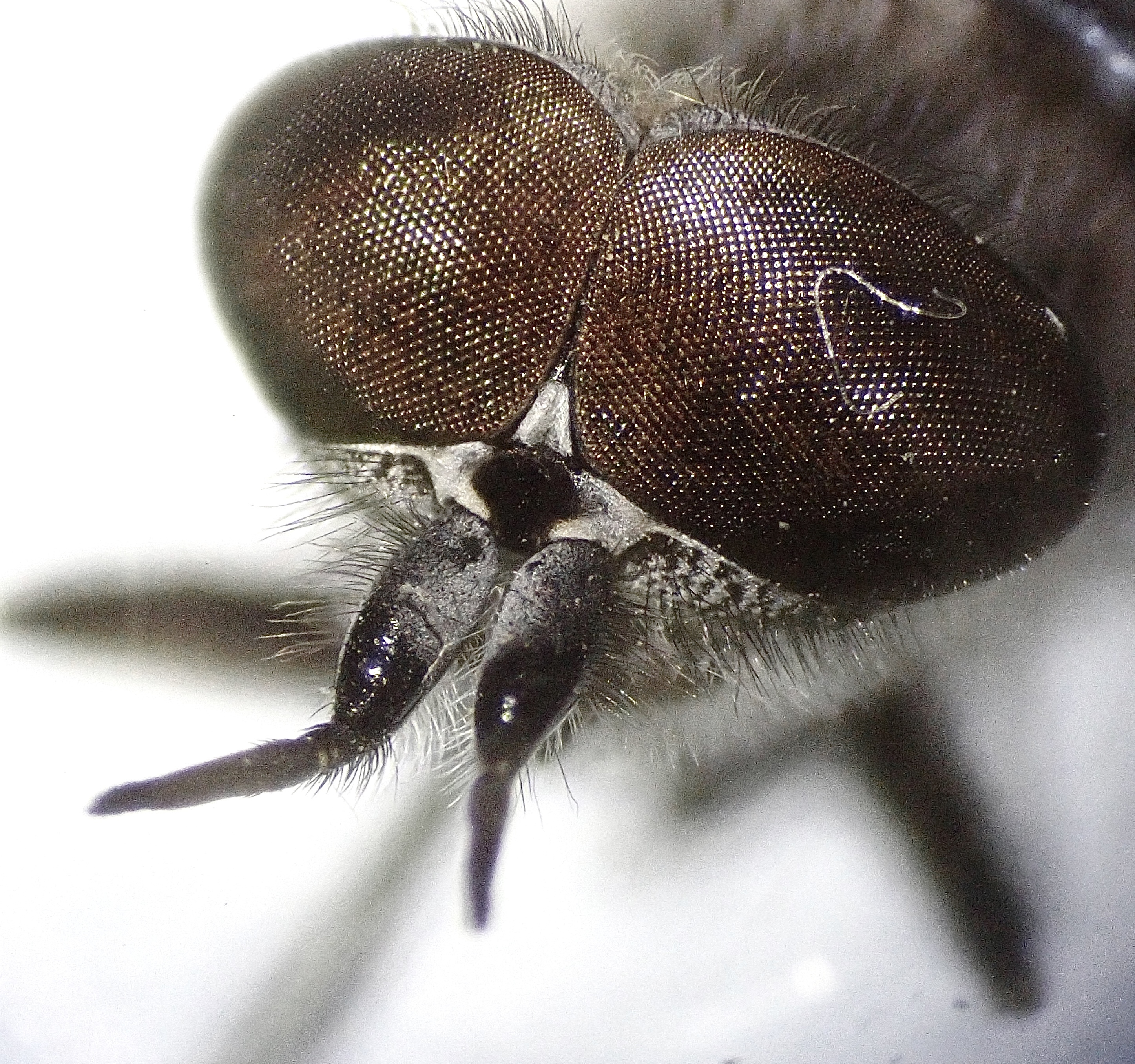 Haematopota italica