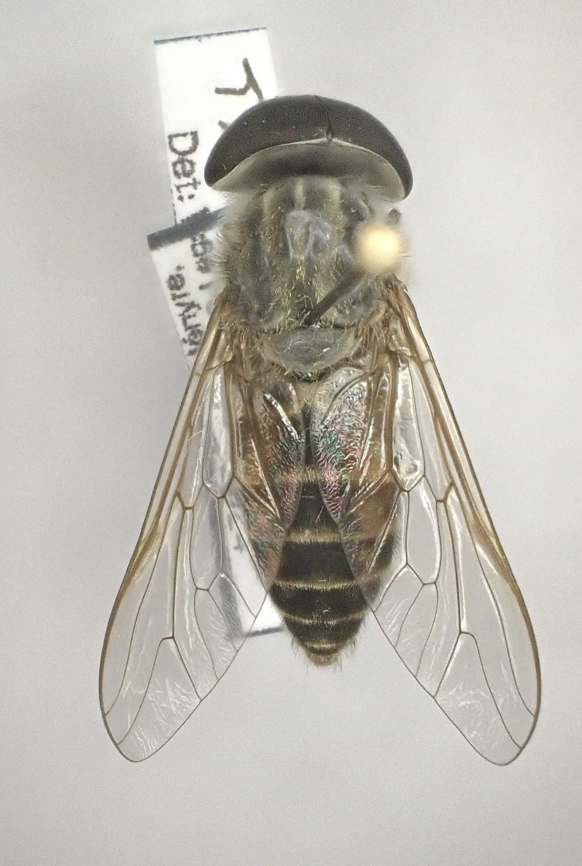 Tabanus glaucopis - lilaszemű bögöly