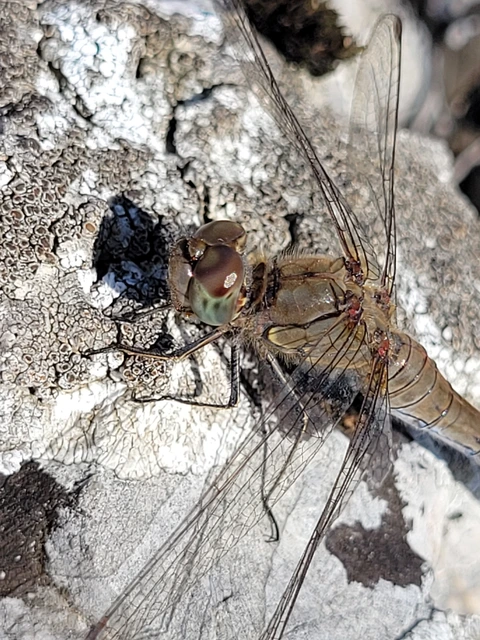 Sympetrum striolatum - harántsávos katona-szitakötő