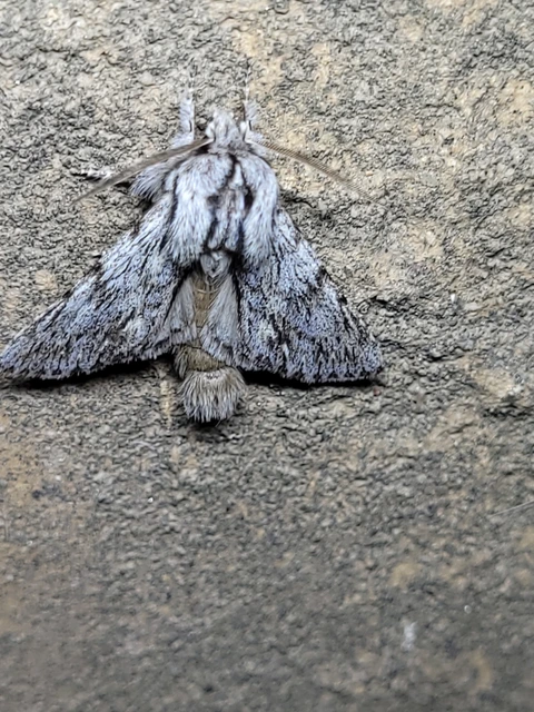 Asteroscopus sphinx - csillagnéző bundásbagoly
