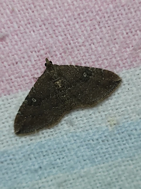 Orthonama obstipata - vándoraraszoló