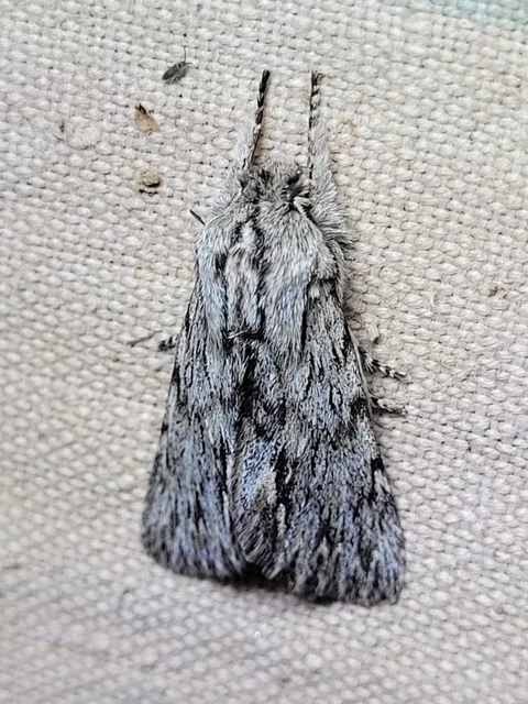 Asteroscopus sphinx - csillagnéző bundásbagoly