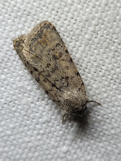 Paradrina clavipalpis - közönséges selymesbagoly