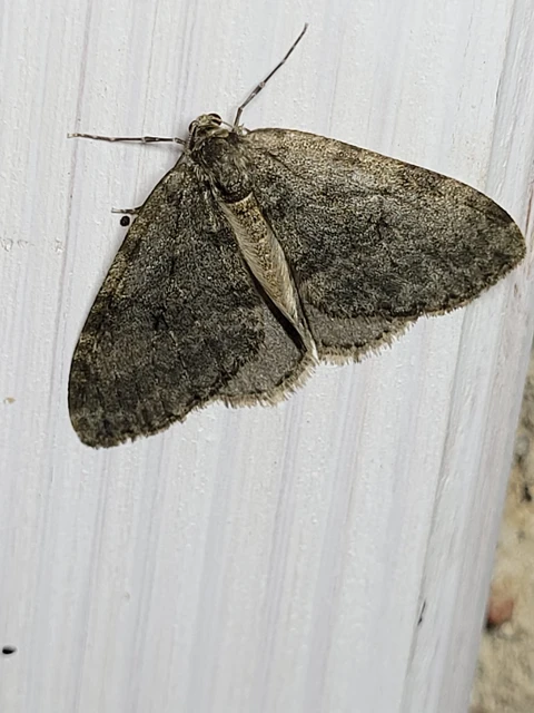 Epirrita christyi/dilutata