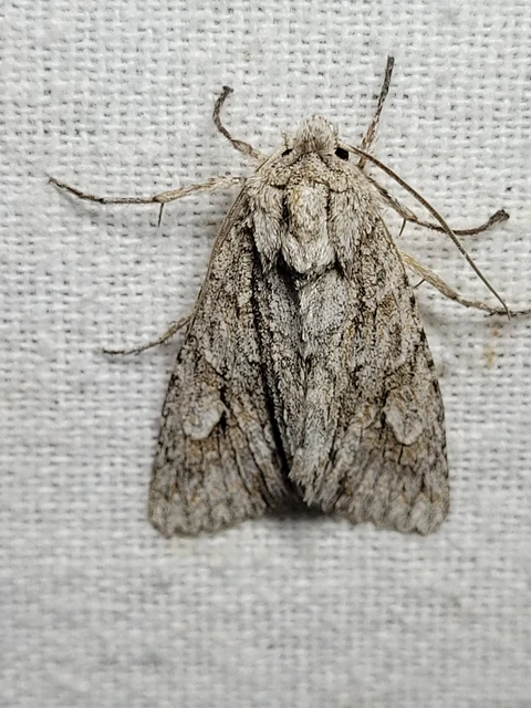 Meganephria bimaculosa - kétfoltos szilbagoly