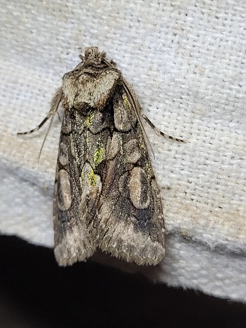 Allophyes oxyacanthae - galagonyabagoly